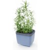 Gusta Garden HERBS BUDDY samozavlažovací kvetináč antracitový GG-123F10