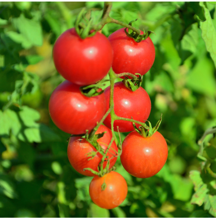 Paradajka Resibella - Solanum lycopersicum - semená paradajky - 6 ks