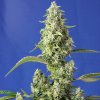 Sweet Seeds - Gorilla Girl XL Auto 25 ks - Semená neobsahujú THC.