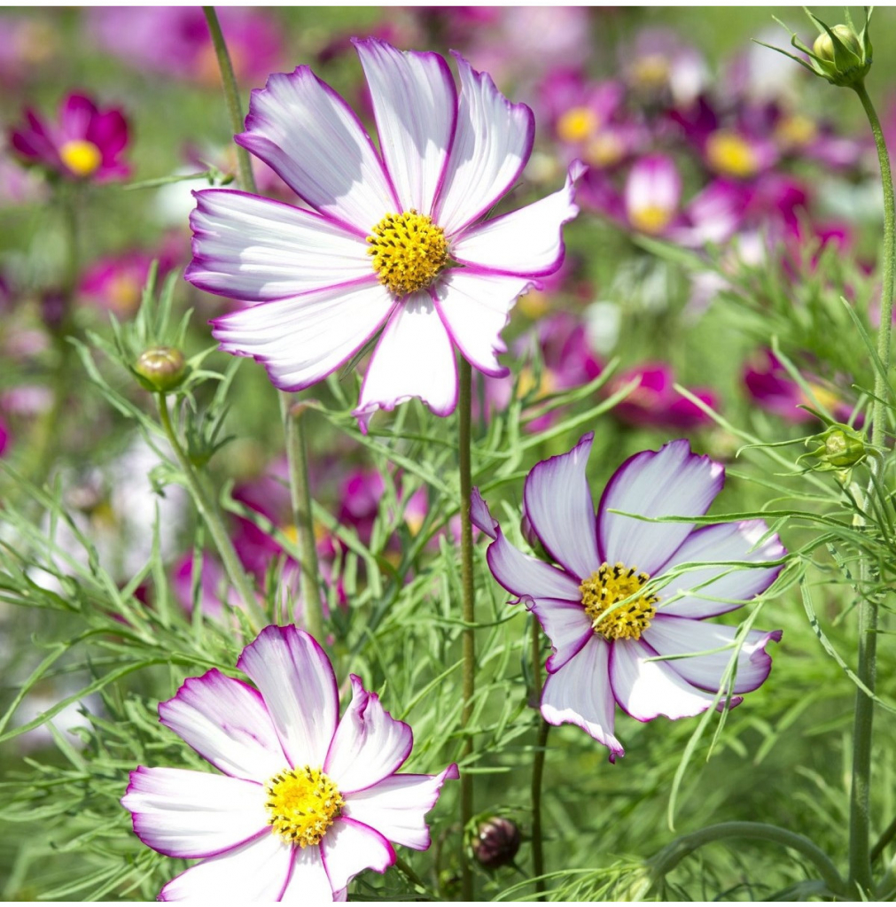 Krasuľka perovitá Tip Top Picotee - Cosmos bipinnatus - predaj semien - 40 ks