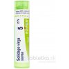 Solidago Virga Aurea gra.1 x 4 g 5CH