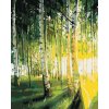 Zuty – Maľovanie Podľa Čísel – Brezy V Presvetlenom Lese, 80 × 100 cm, Plátno + Rám 8596530095231