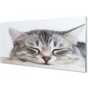 Nástenný panel ospalá mačka 100x50 cm