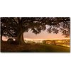 Foto obraz sklo tvrzené starý strom 100x50 cm