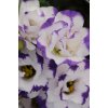 LISIANTHUS, CUT FLOWER DOUBLE, ABC 2 BLUE RIM, 1000 semien