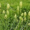 Rezeda žltá - Reseda lutea - semená - 50 ks