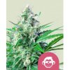 Royal Queen Seeds Semená kanabisu Grape Ape Feminizované