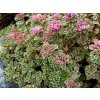 Rozchodník pochybný Tricolor - Sedum spurium, kont. 0,5 l
