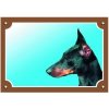 Farebná ceduľka Pozor pes Doberman