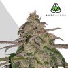 Auto Seeds - Moonrocks Auto 5 ks - Semienka neobsahujú THC