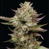 Humboldt Seed Company - Moon Fog 5 ks - Semená neobsahujú THC