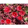 Poludňovka Desert Dancer Red - Delosperma, kont. 0,5 l