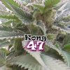 Dr. Underground - Kong 47 2 ks - Semená neobsahujú THC