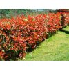 Červienka fraserová Little Red Robin cca 20 cm, kont. p9,5
