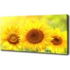 Moderný fotoobraz canvas na ráme Slnečníky 100x50 cm