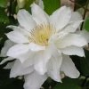 Clematis Sylvia Denny