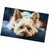 Excellent Protišmyková podložka Dog – Yorkshirský teriér 40 × 60 cm