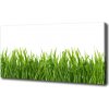 Foto obraz na plátne Tráva 100x50 cm