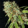 Eva Seeds - Jamaican Dream CBD 6 ks - Semená neobsahujú THC