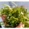 Caulerpa serrulata - Sawtooth algae
