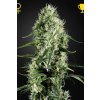 Green House Seeds Super Silver Haze neobsahuje THC 3 semena