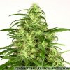 Dutch Passion Skunk 11 neobsahuje THC 5 ks
