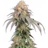 Seedstockers Mandarin Panties Auto neobsahuje THC 5 semen