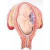 Model plodu, 5 mesiac, pozícia záveru (Anatomické modely)