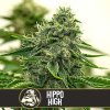 Blimburn Seeds Semená kanabisu Hippo High Feminized 3 ks