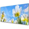 Sklenený obklad Do kuchyne Rastliny kvety tulipány 100x50 cm