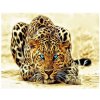 Norimpex Diamantové maľovanie Číhajúci leopard 30 x 40 cm