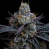 Barney´s Farm White Runtz semena neobsahují THC 3 ks