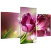 Obraz tulipánov (Obraz 90x60cm)