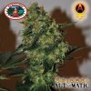 Big Buddha Seeds - Chiesel Automatic 5 ks - Semená neobsahujú THC