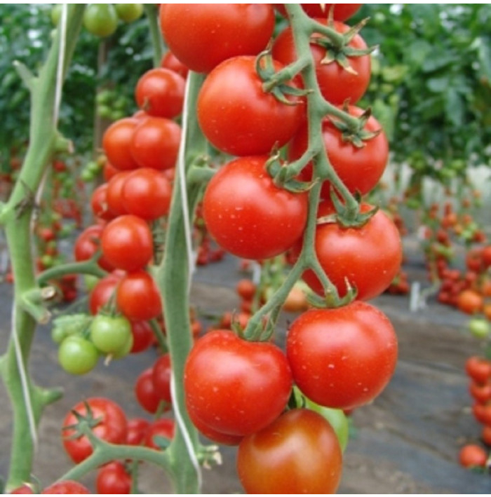 Paradajka Spencer - Solanum lycopersicum - semená paradajky - 20 ks