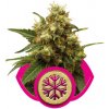 Royal Queen seeds Ice neobsahují THC 3 ks