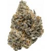 Growers Choice - Rainbow Runtz 3 ks - Semená neobsahujú THC