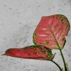Aglaonema Red Valentine