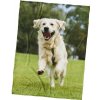 Tiptrade Mikroplyšová deka Pes Zlatý Retriever 150x200