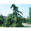 Céder himalájsky PENDULA 150-200 cm rozvetvený, kont. 9 l