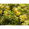 Ruža banksova (Rosa Banksiae) ´LUTEA´ - výška 110-130 cm, kont. C3L
