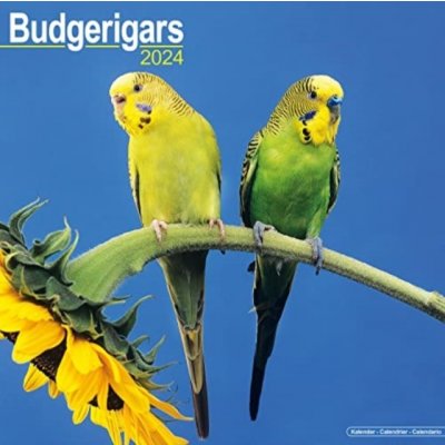 Budgerigar Square Bird Wall 16 Month 2024