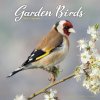 Garden Birds, 30,5 x 30,5 30,5 x 61 cm 2026