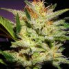 Nirvana Amnesia Haze regular semena neobsahují THC 10 ks