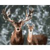 zuty Maľovanie podľa čísel - Ušľachtilý jeleň a laň v zasneženom lese, 40x50 cm, bez rámu a bez vypnutia pl (8596530054207)
