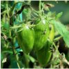 BIO Paradajka Green Tiger - Solanum lycopersicum - bio semená paradajky - 7 ks