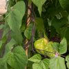 BIO Fazuľa Blauhilde - Phaseolus vulgaris - bio semená - 25 ks