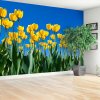 Fototapeta Tulipán kvety