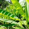 Banánovník Cheesmanii - Musa cheesmanii - semená banánovníka - 5 ks