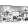 Dreamvido Obraz letné kvety v čiernobielom prevedení Varianta: 60x40
